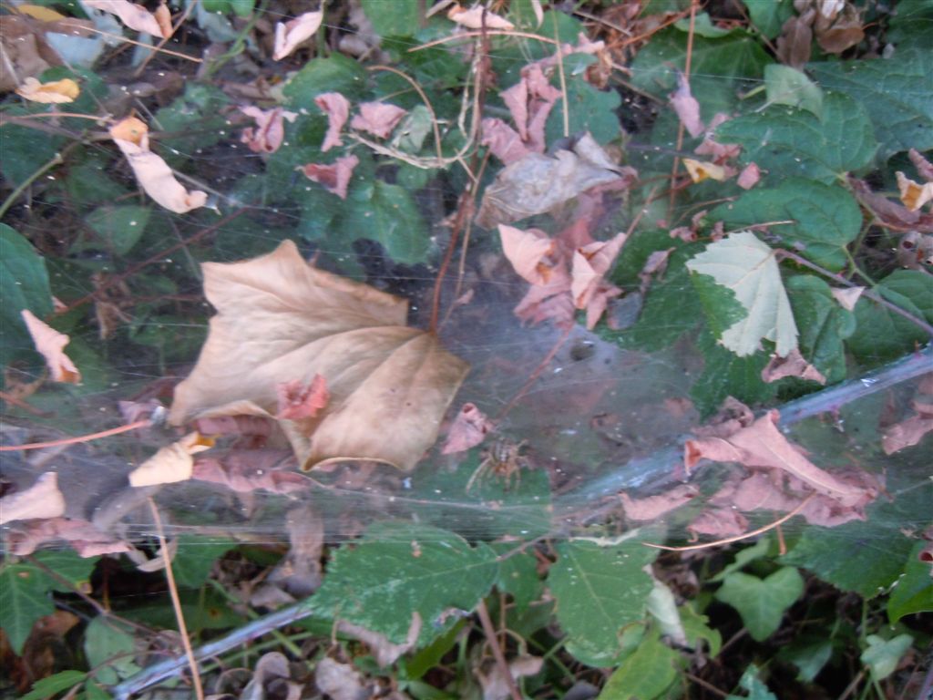 Agelena labyrinthica - Agnano (NA)